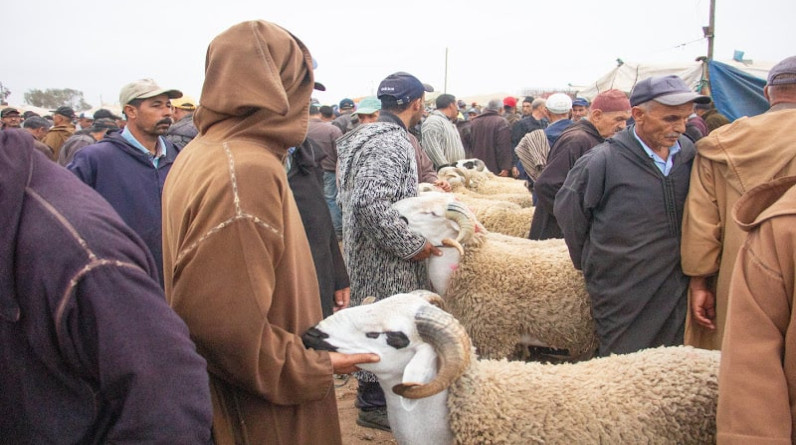 المدن تصبح أسواقا للأضاحي.. هكذا يطلق عيد الأضحى حركة تجارية واقتصادية في المغرب